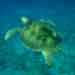 Sea Turtle